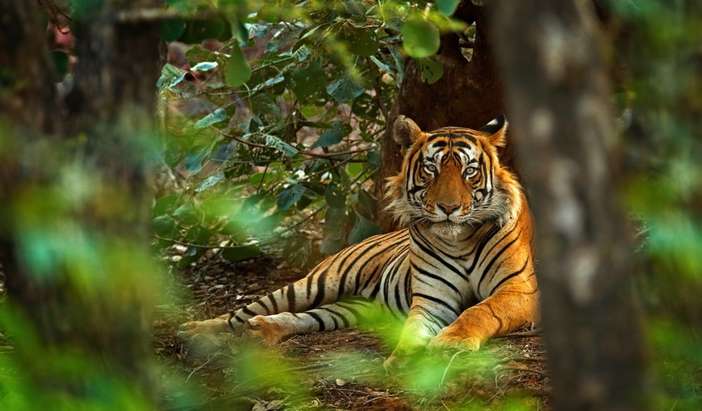 India's Tigers and Golden Triangle (8 nights)