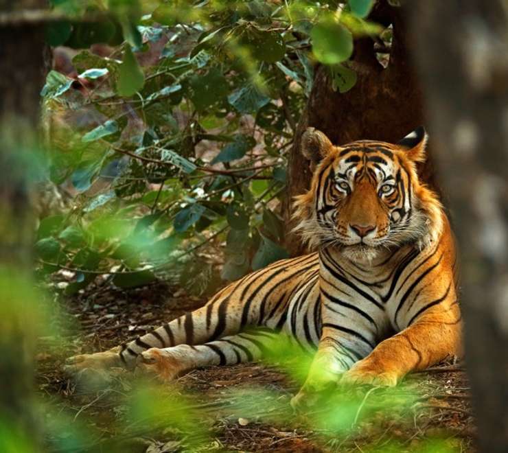 India's Tigers and Golden Triangle (8 nights)