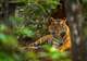 India's Tigers and Golden Triangle (8 nights)