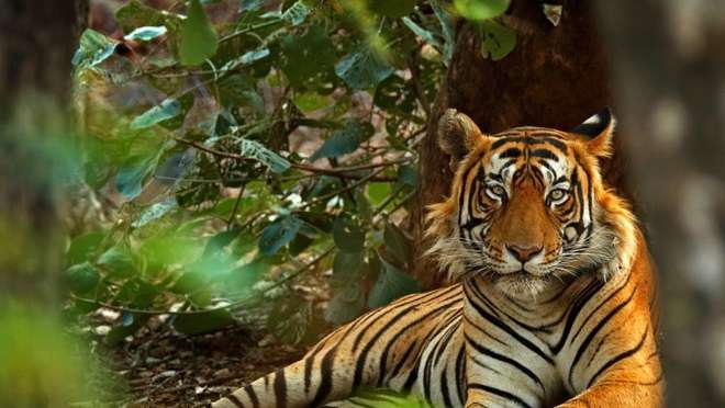 India's Tigers and Golden Triangle (8 nights)