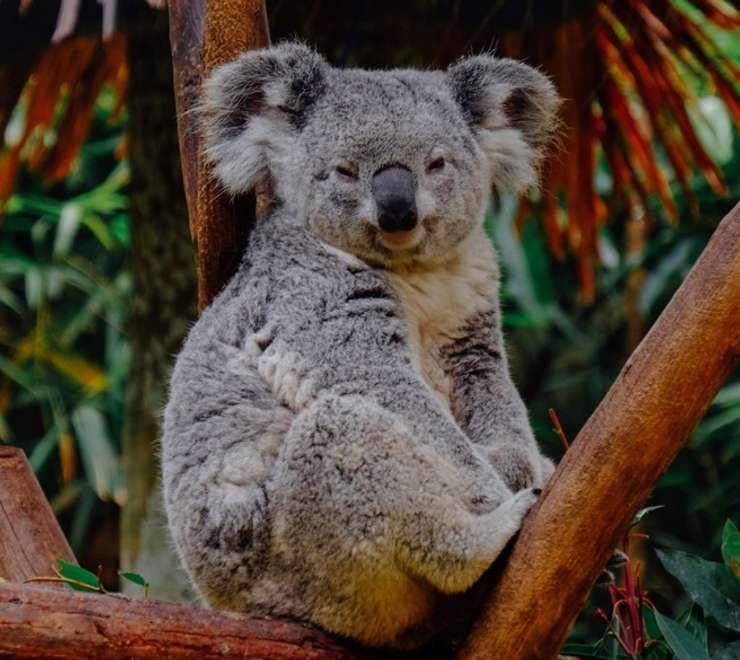 Koala & Wildlife Park (Rainforestation Nature Park)