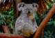 Koala & Wildlife Park (Rainforestation Nature Park)