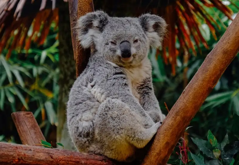 Koala & Wildlife Park (Rainforestation Nature Park)