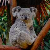 Image related to Koala & Wildlife Park (Rainforestation Nature Park)