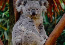 IgluCruise.Application.ViewModels.Shared.WebImageViewModel?.Description