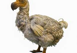 IgluCruise.Application.ViewModels.Shared.WebImageViewModel?.Description