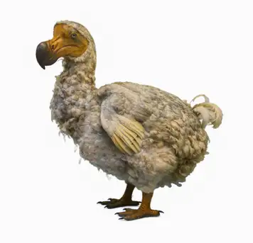 Image related to East London Museum