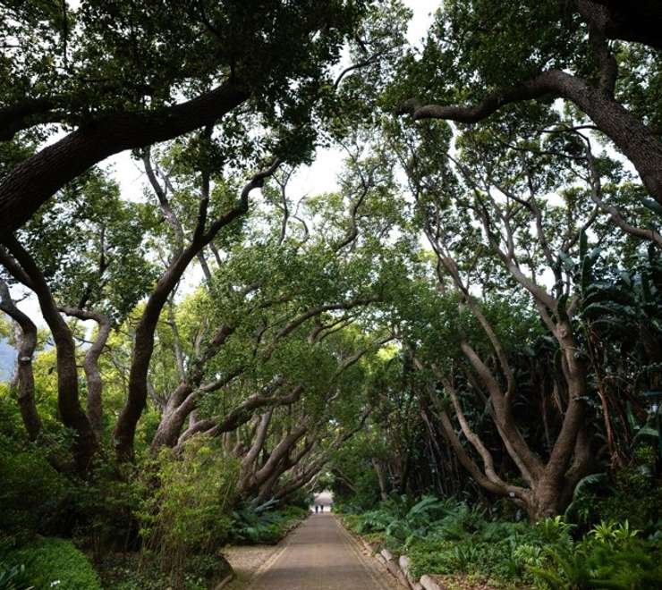 Kirstenbosch National Botanical Garden