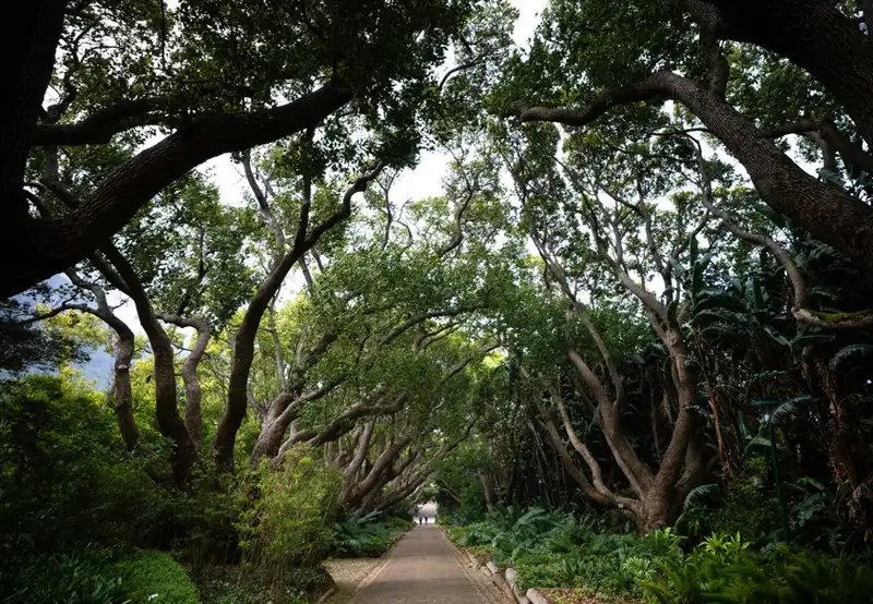 Kirstenbosch National Botanical Garden
