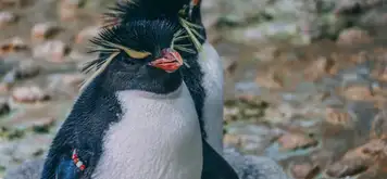 Image related to Osaka Aquarium