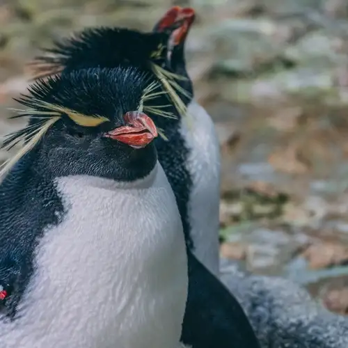 Image related to Osaka Aquarium