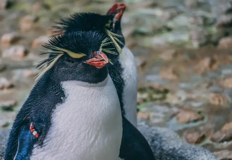 Image related to Osaka Aquarium