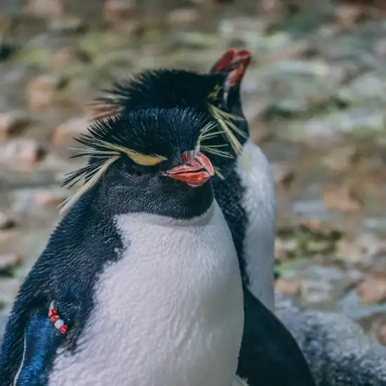 Image related to Osaka Aquarium