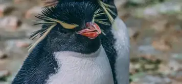 Image related to Osaka Aquarium