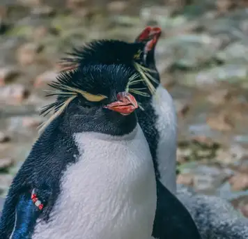 Image related to Osaka Aquarium