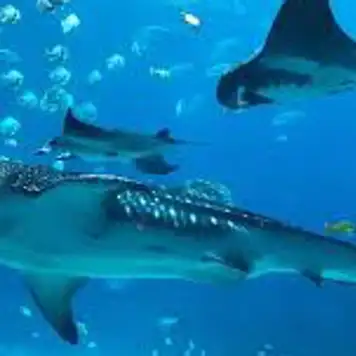 Image related to Swim with Rays and Sharks