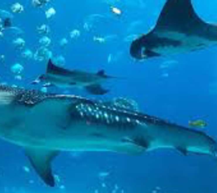 Swim with Rays and Sharks