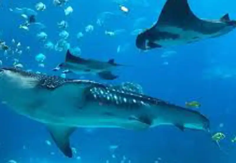Swim with Rays and Sharks