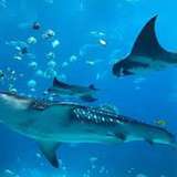 Image related to Swim with Rays and Sharks