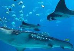 IgluCruise.Application.ViewModels.Shared.WebImageViewModel?.Description