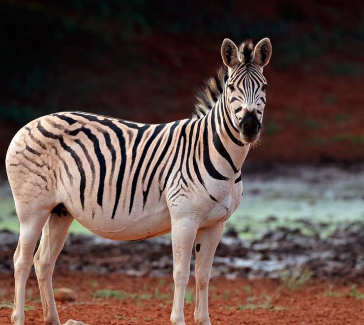 Plains Zebra
