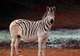 Plains Zebra