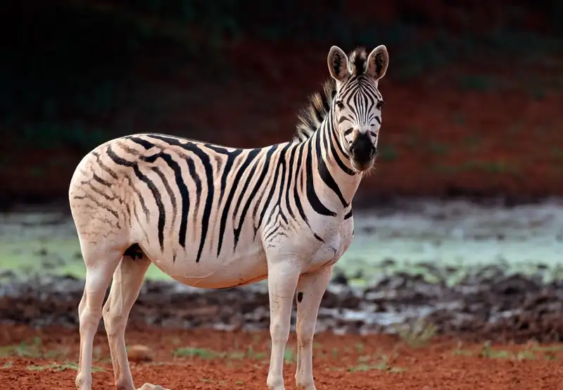 Plains Zebra