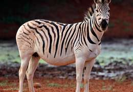 IgluCruise.Application.ViewModels.Shared.WebImageViewModel?.Description