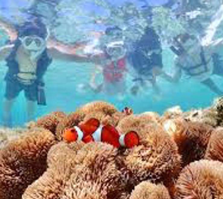 Snorkel Mioko Island’s Reefs