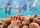Snorkel Mioko Island’s Reefs