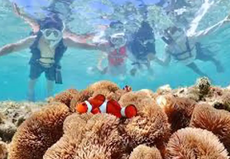 Snorkel Mioko Island’s Reefs