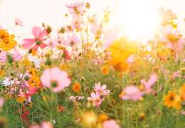 IgluCruise.Application.ViewModels.Shared.WebImageViewModel?.Description