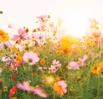 Image related to Parc Ribalta