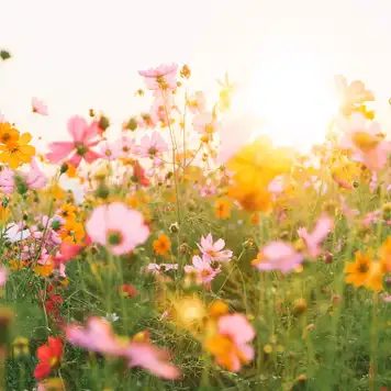 Image related to Parc Ribalta