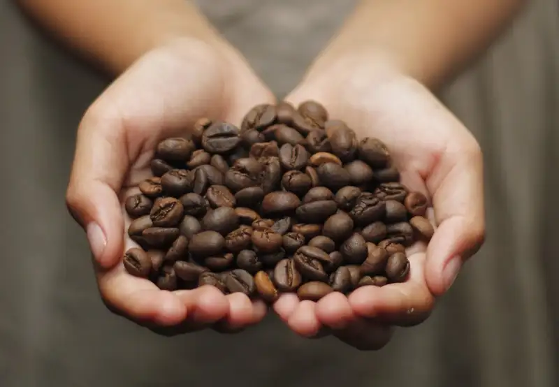 Visit Highland Coffee Farms