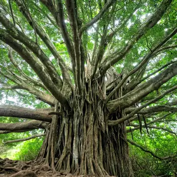 Image related to Makayuk