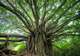 Makayuk