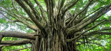 Image related to Makayuk