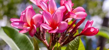 Image related to Image related to Strand Park