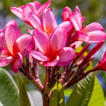 Image related to Strand Park