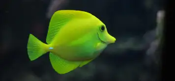 Image related to National Aquarium