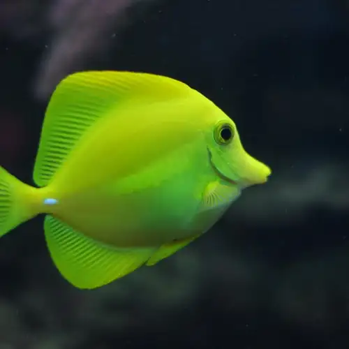 Image related to National Aquarium