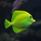 Image related to National Aquarium