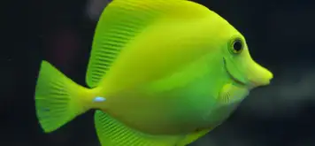 Image related to National Aquarium