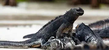 Image related to Cerro Dragon, Santa Cruz