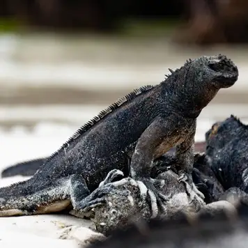 Image related to Cerro Dragon, Santa Cruz