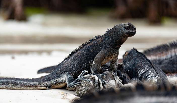 Cerro Dragon, Santa Cruz