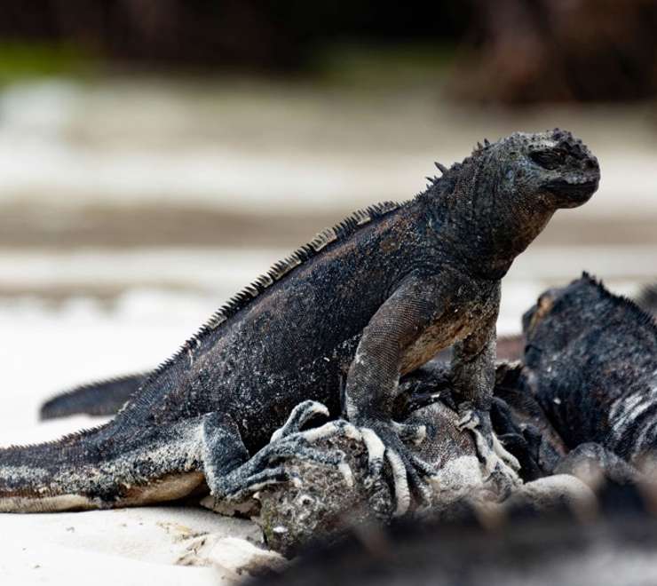 Cerro Dragon, Santa Cruz