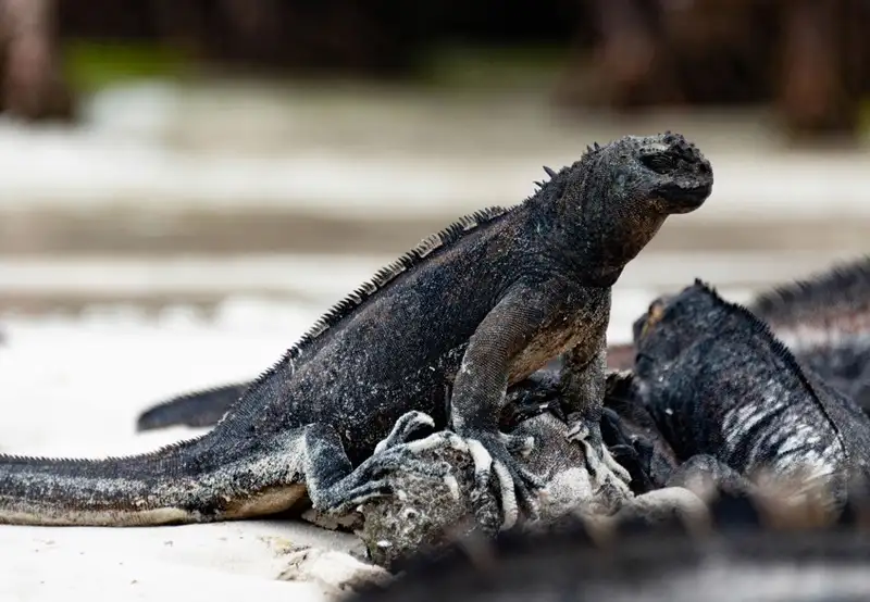 Cerro Dragon, Santa Cruz