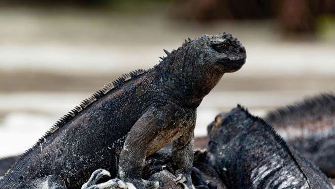 Cerro Dragon, Santa Cruz